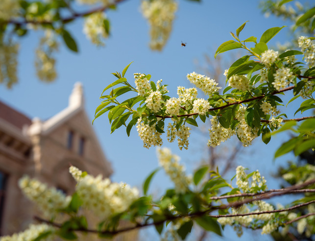 Blossoms in front of Old Main on Campus