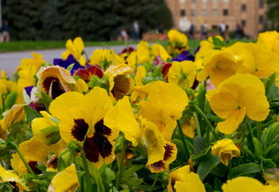 Close up of flowers on campus
