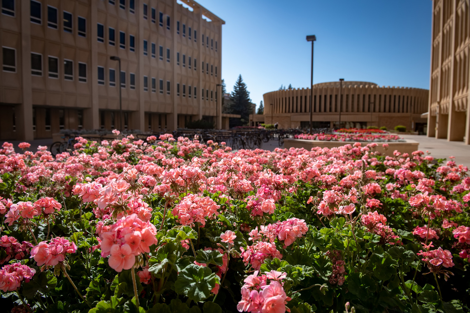 Photo of pink flowers with Classroom Building in background
