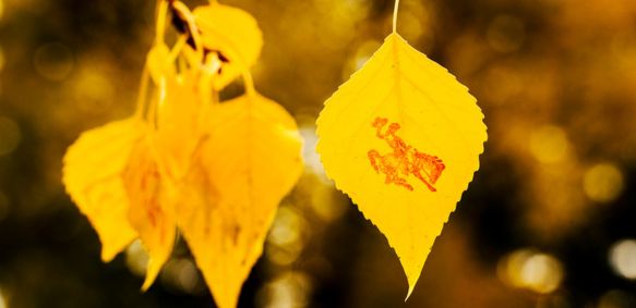 close up photo of an aspen tree leaf, gold colored with a bucking horse stamped on it.