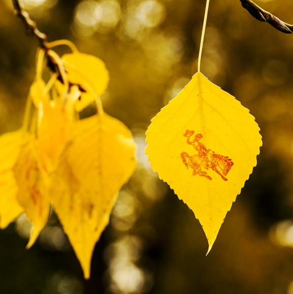 Aspen leaf with a bucking horse image on it
