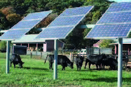 A photo of cattle grazing in the shade beneath solar panels