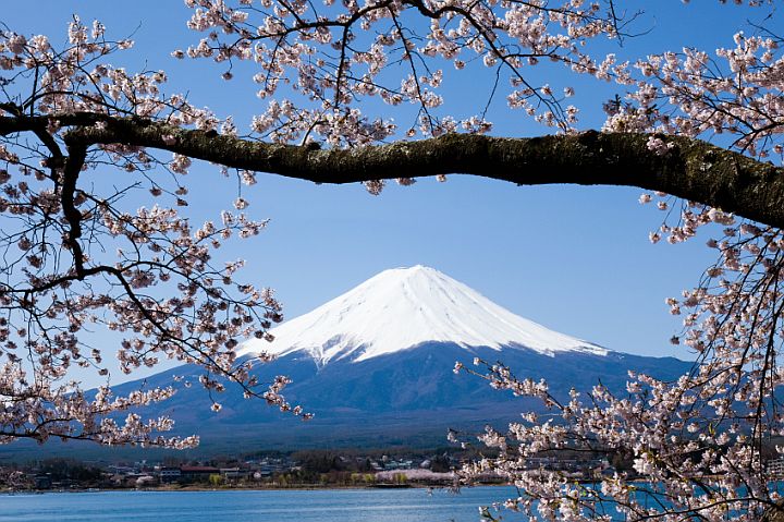 cherry blossoms framing mount Fuji