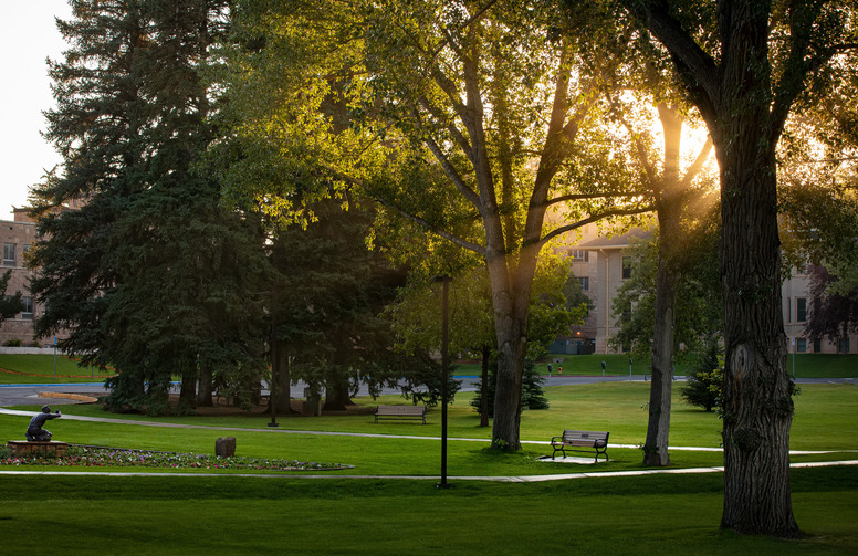 Trees near Hoyt Hall