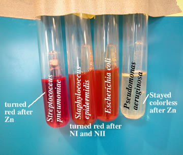 Phenol Red Colour Chart