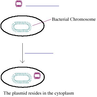 pglo plasmid genes