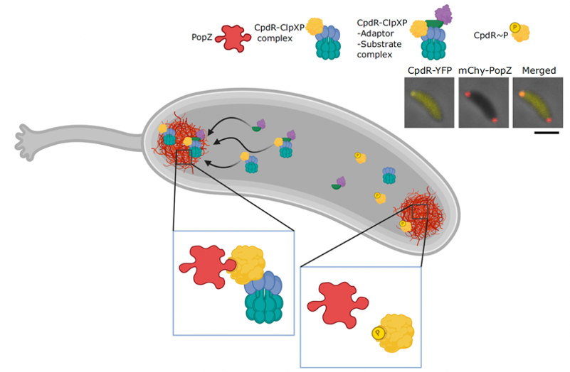 the mechanisms that underly polar asymmetry, 
