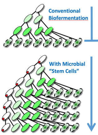 Stem cells (marked by red dots) support the continued production of biosynthetically active factory cells