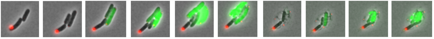 time-lapse image series, a stem cell (red) divides into one renewed stem cell 