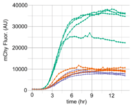 Stem cell supported E. coli cultures produce several fold more toxic product than factory cell-only control cultures.  