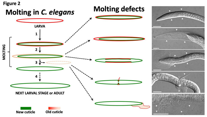 Molting defects seen in C. elegans worms