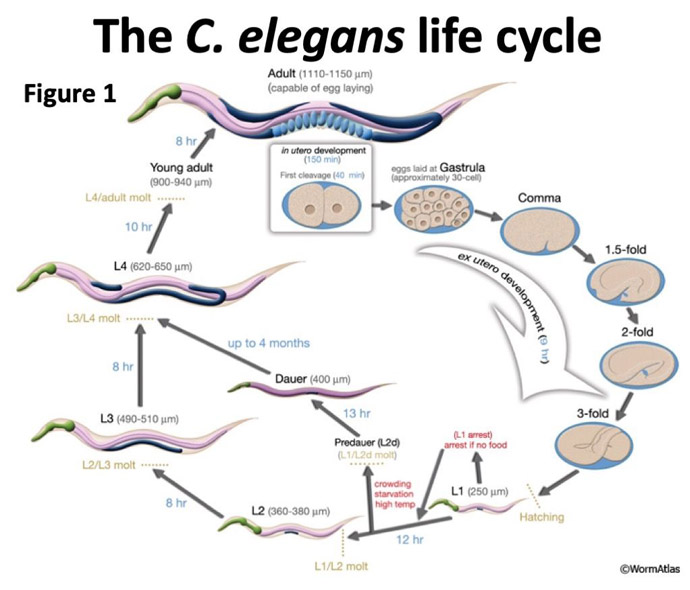 C. elegans life cycle