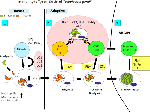 Immunity to Type ll Strain of Toxoplasma gondii