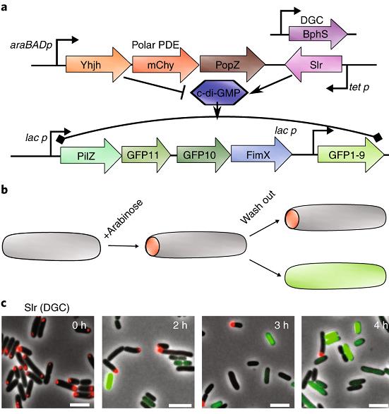 Gomelsky Research Interests - Metabolic and Cellular Engineering - Figure 1