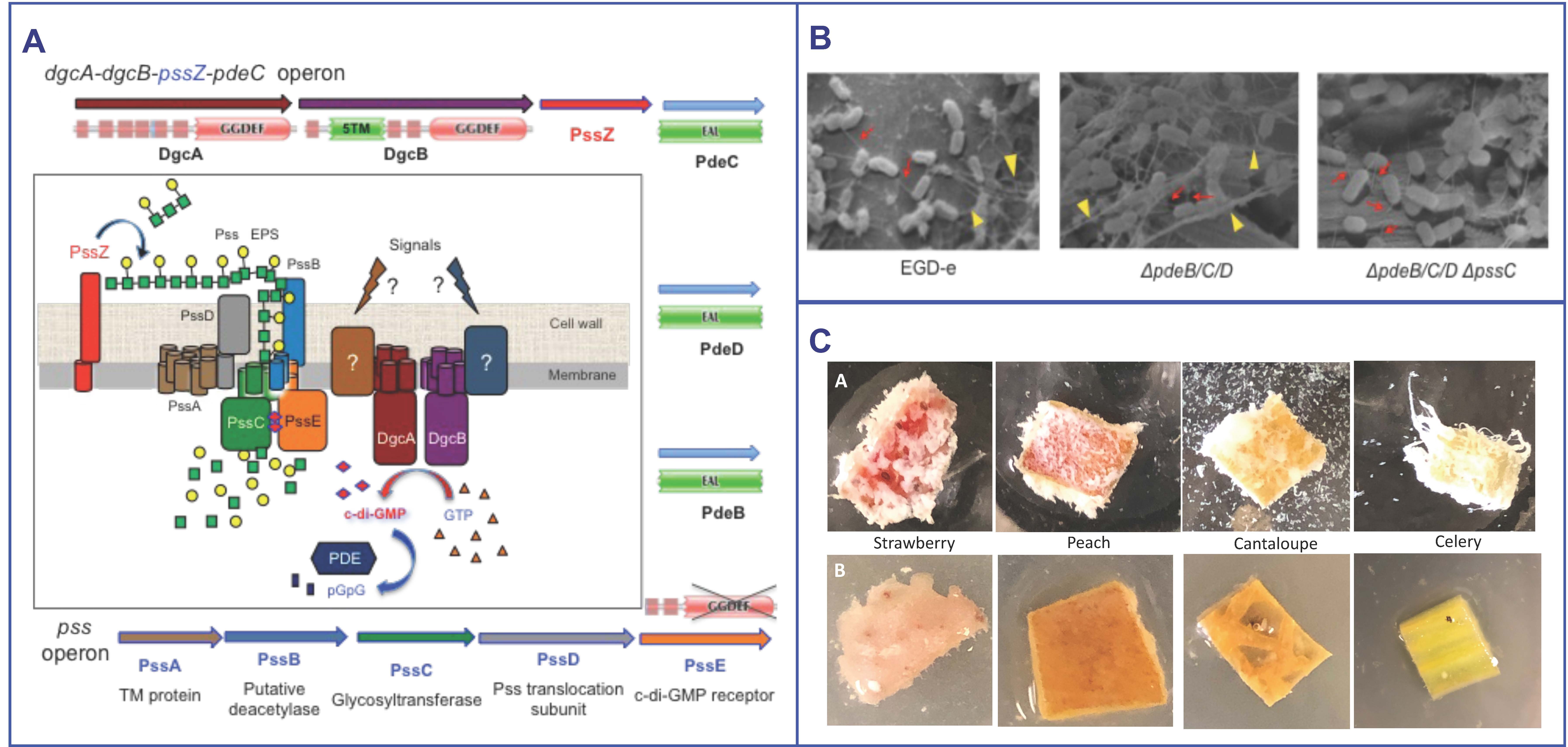 Gomelsky Research Interests - Listeria - Figure 1