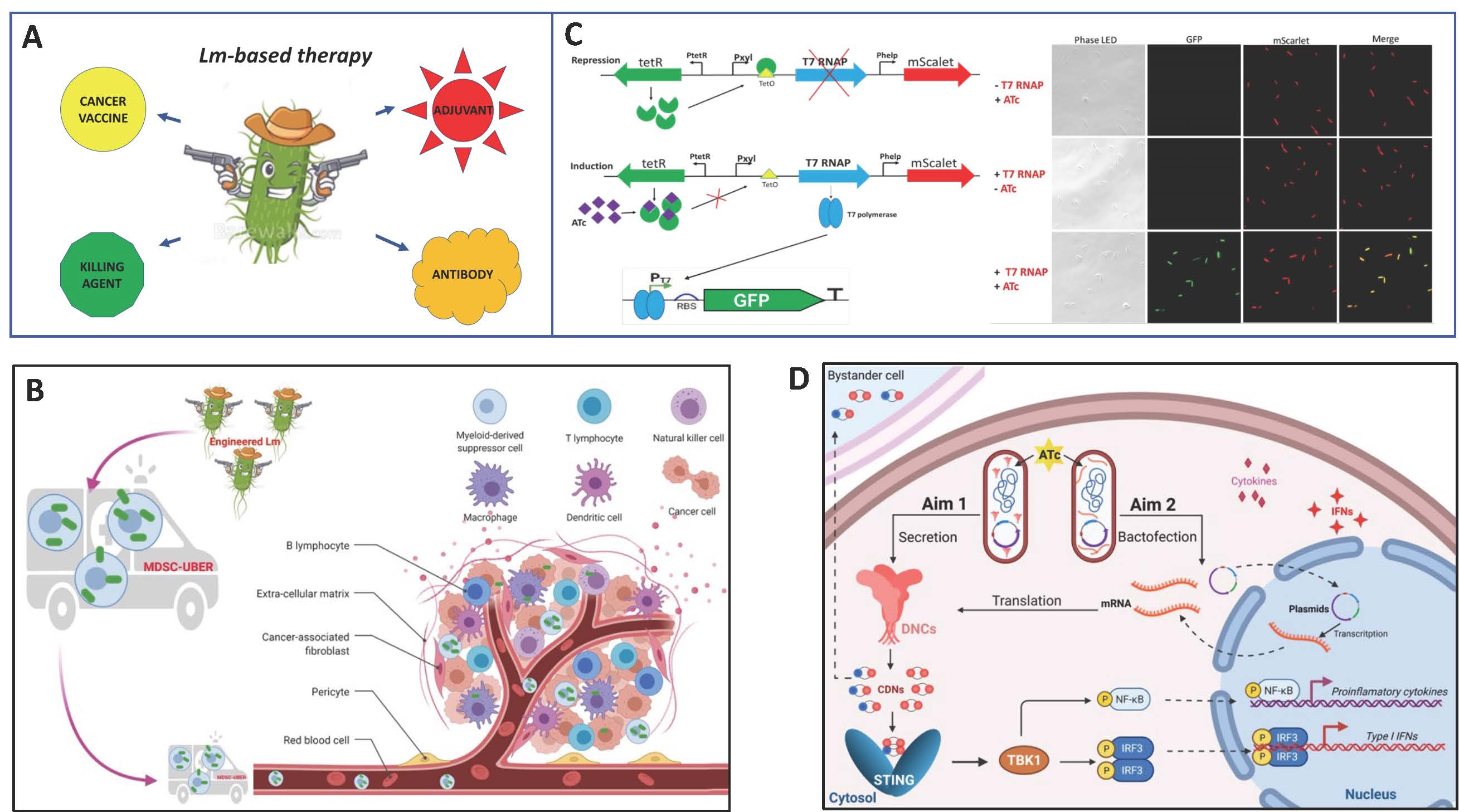 Gomelsky Research Interests - Listerial bactodrones - Figure 1