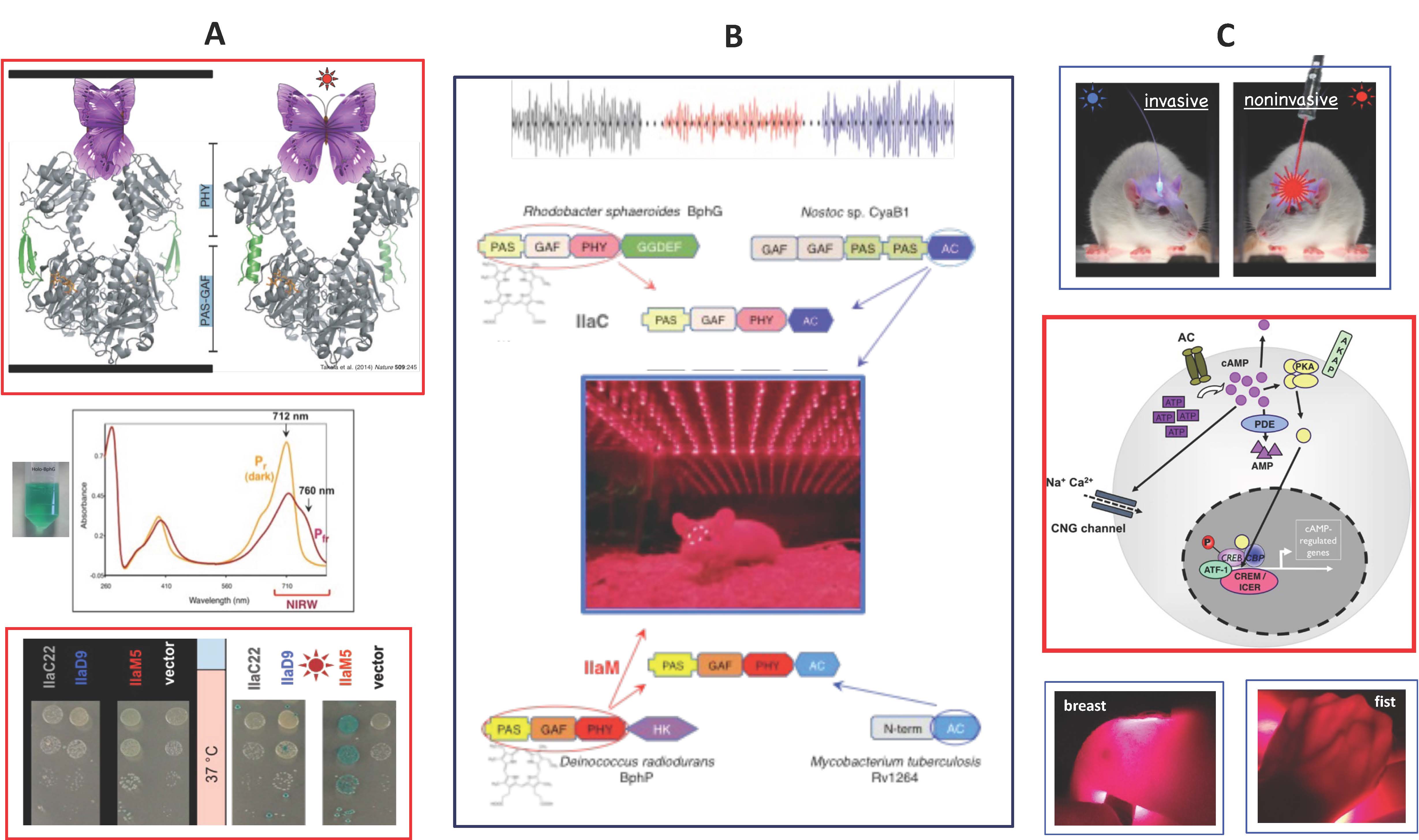 Gomelsky Research Interests - Optogenetics - Figure 1