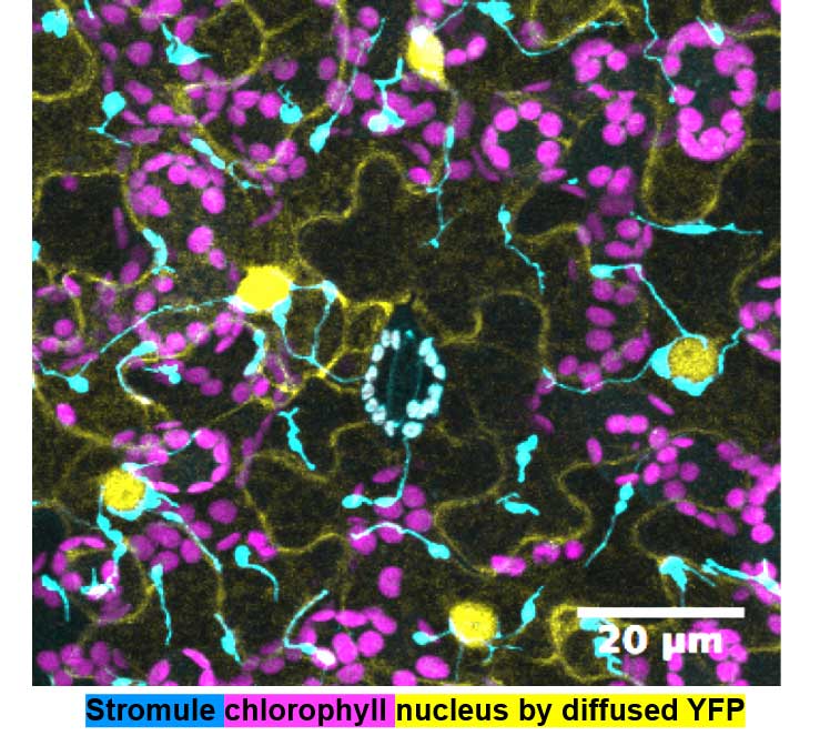 Stromule, chlorophyll, nucleus by diffused YFP