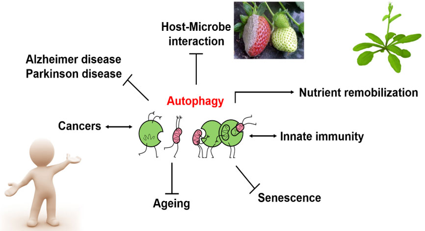 Chart on autophagy