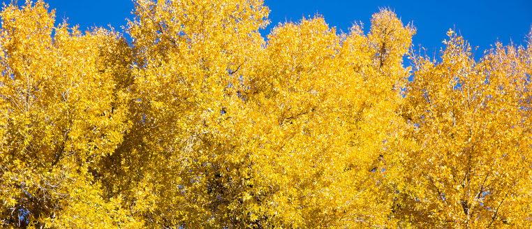 fall leaves against sky