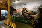 Geological Museum