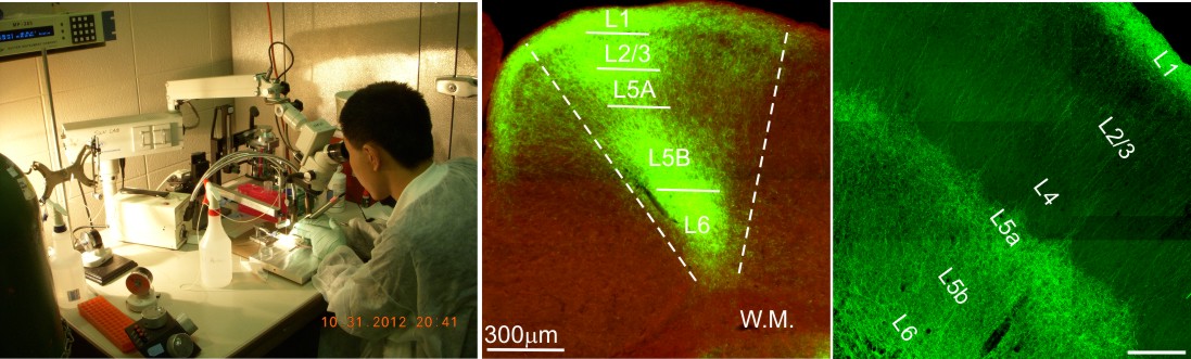 virus injection in vivo