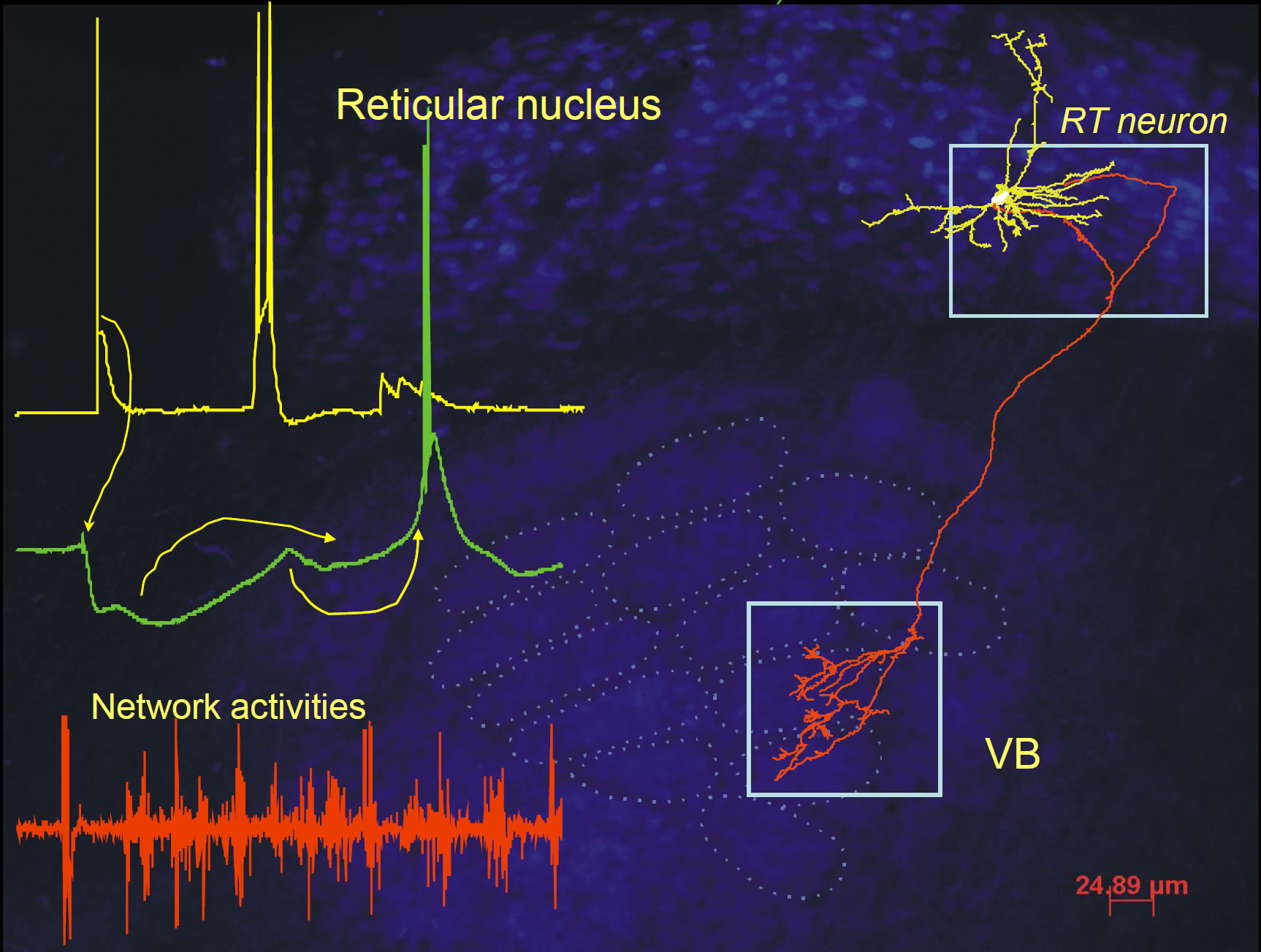 sun thalamocortical