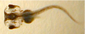tadpole