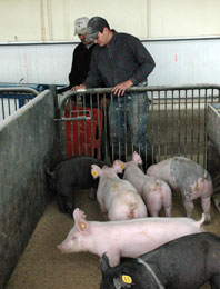 Men tending to pigs