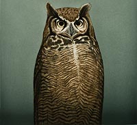 Owl artwork 
