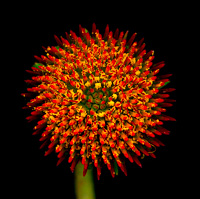 Flower seed head with red blossoms