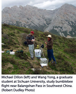 Michael Dillon (left) and Wang Yong, a graduate student at Sichuan University, study bumblebee flight near Balangshan Pass in Southwest China. (Robert Dudley Photo)