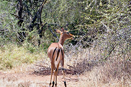 impala antelope feeding on low trees