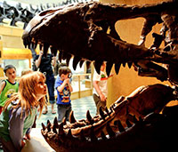 little girl looking into mouth of T-rex skull