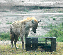 hyena sniffing at metal box