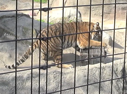 tiger pawing at metal box, behind fence