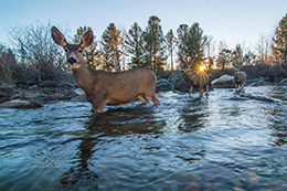 deer crossing creek