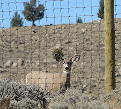 deer behind fence