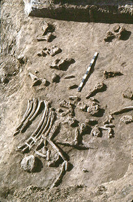 half excavated bones with measuring stick beside them for size reference