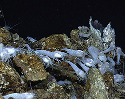 tiny shrimp clustering on rocks