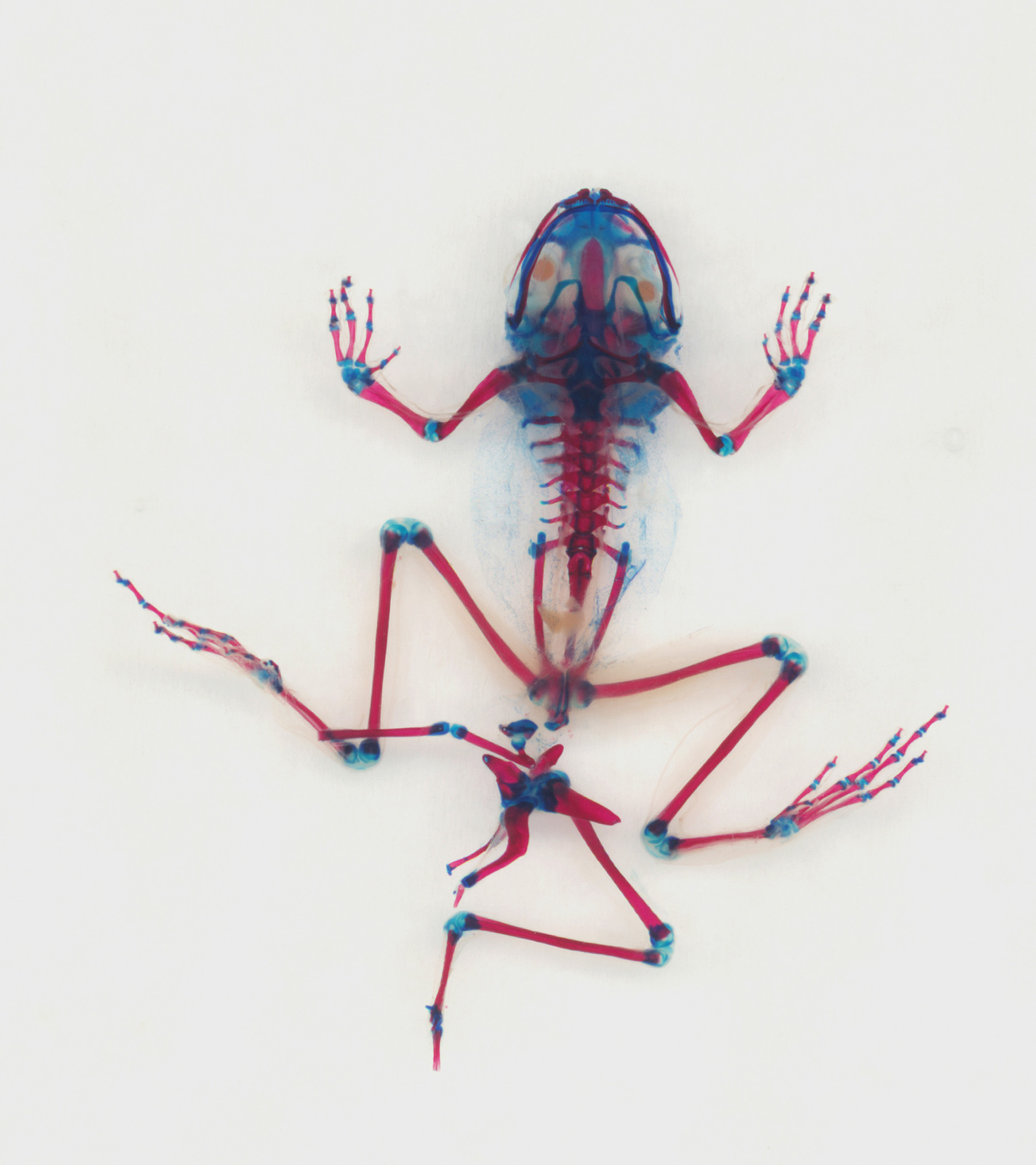 xray image of frog with  bones and joints highlighted in red and blue