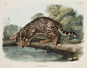 artwork of an ocelot on a branch peering at fish in water