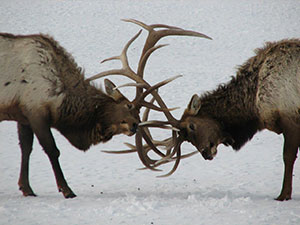 elk clashing with antlers