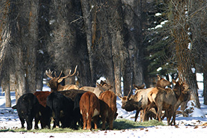 elk and cattle with trees in the background