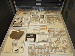 drawer full of fossils in tubes and small boxes