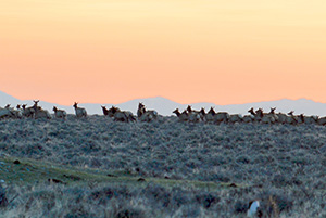 herd of elk on the prairie