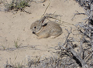 rabbit on sandy ground