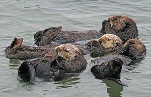sea otters floating on their backs