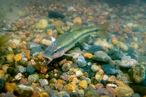 fish in a stream