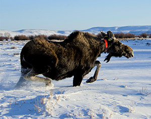 moose walking through snow